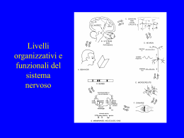 Livelli organizzativi e funzionali del sistema nervoso
