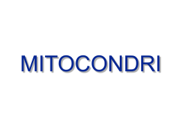 Mitocondri