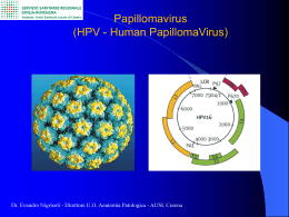 Papilloma Virus Umano