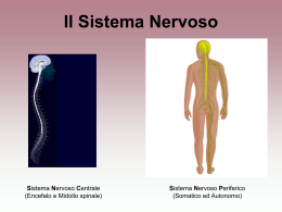 Introduzione sistema nervoso