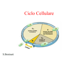 Il Ciclo Cellulare - Didattica Uniroma2