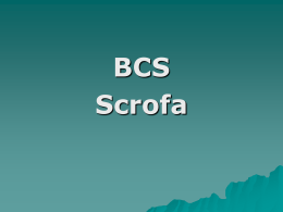 BCS scrofa
