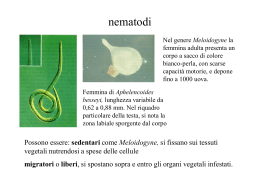 nematodi - ecogeopedologia3E