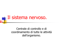 Il sistema nervoso.