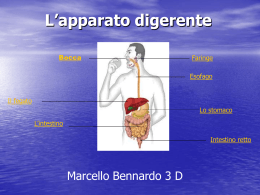 L`apparato digerente (Marcello Bennardo 3 D)