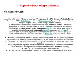 La radice &egrave; la parte del cormo che deriva dallo
