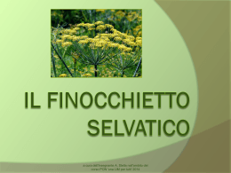 Il finocchietto selvatico - "Gesualdo Nosengo" Petrosino