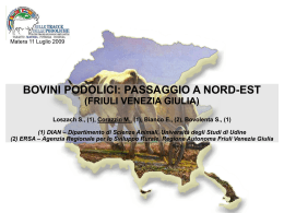 passaggio a Nord – Est (Friuli Venezia Giulia) Podolian cattle