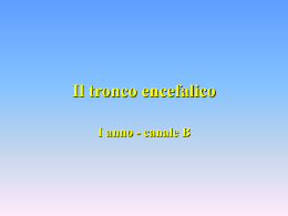 Il tronco encefalico
