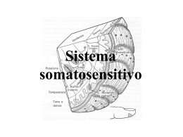 3 Sistema somatosensitivo