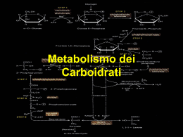10. metabolismo carboidrati