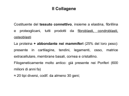 Collageno2