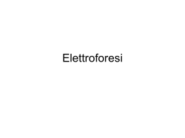 8_Elettroforesi1 - Uninsubria