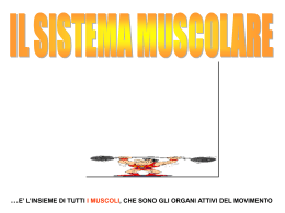 Il sistema muscolare