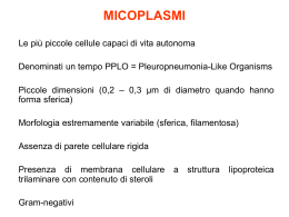 micoplasmi e ureaplasmi microbiologia torvergata