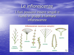 Le infiorescenze
