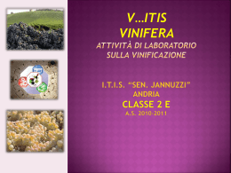 VINIFICAZIONE Vitis vinifera
