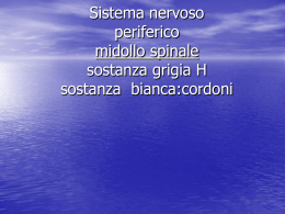 midollospinale