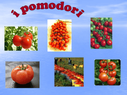Pomodori - Alberghierobrindisi.it