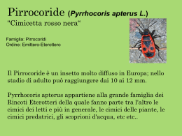 Pyrrhocoris apterus L.