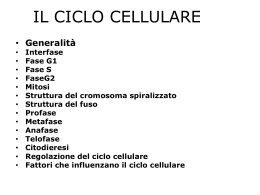 Ciclo Analitico Cellulare