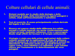 Presentazione di PowerPoint