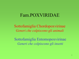Poxvirus - Sezione Bulldog di Fossombrone