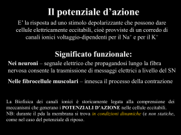 Il potenziale d`azione