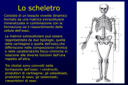 introduzione scheletro prof. zummo