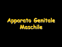 Apparato_Genitale_Maschile