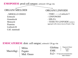 midollo osseo