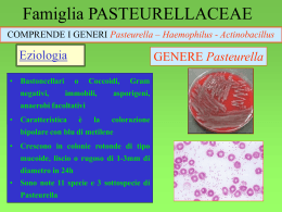 Pasteurella - Sezione Bulldog di Fossombrone