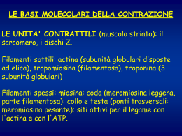 n° 5 - muscolo (vnd.ms-powerpoint, it, 164 KB, 12/19/02)
