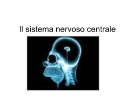 Il sistema nervoso centrale