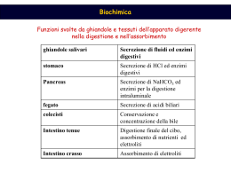 metabolismo glucidico1