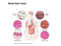 I principali tessuti del corpo umano.