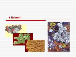 I licheni - Programma LLP