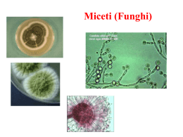 I miceti (funghi)