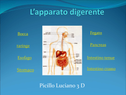 L`apparato digerente (Luciano Picillo 3 D)