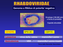 virus_a_RNA_2