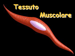 018a_Tessuto_Muscolare