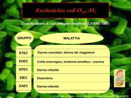 E. coli O 157