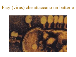 Esperienze con i batteriofagi