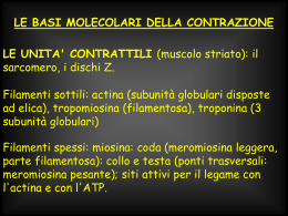muscolo (vnd.ms-powerpoint, it, 4705 KB, 10/12/06)