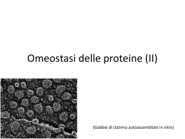 Omeostasi delle proteine