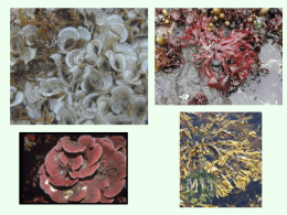 B_lez.2_alghe - Materiale Scienze della Formazione Primaria