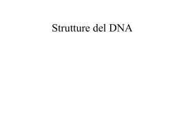 topologia del DNA
