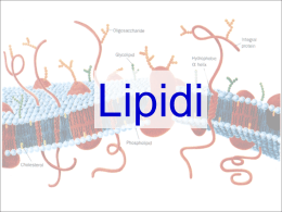 Lipidi