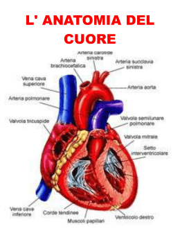 I ventricoli sono due (destro e sinistro)