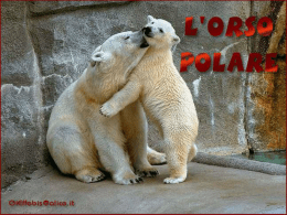 L`orso polare